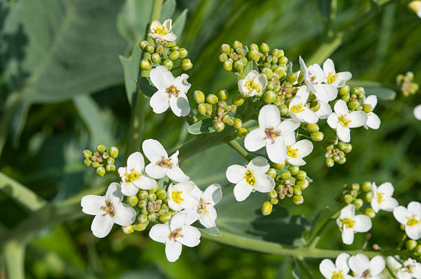 Non Gmo Seakale Flower Seeds