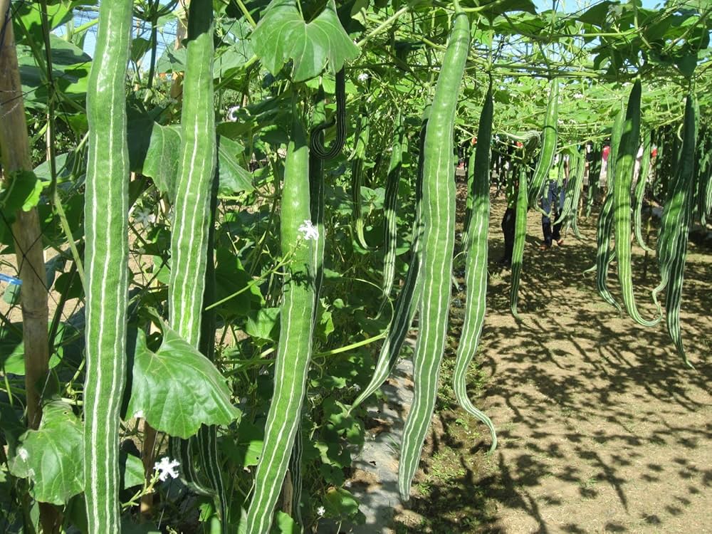 Non-GMO snake gourd seeds for home gardening