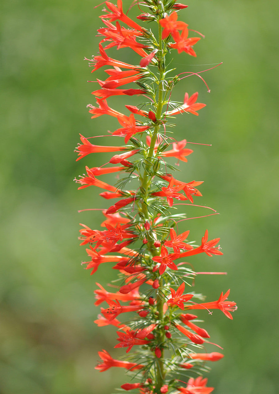 Non-GMO Standing Cypress Flower Seeds