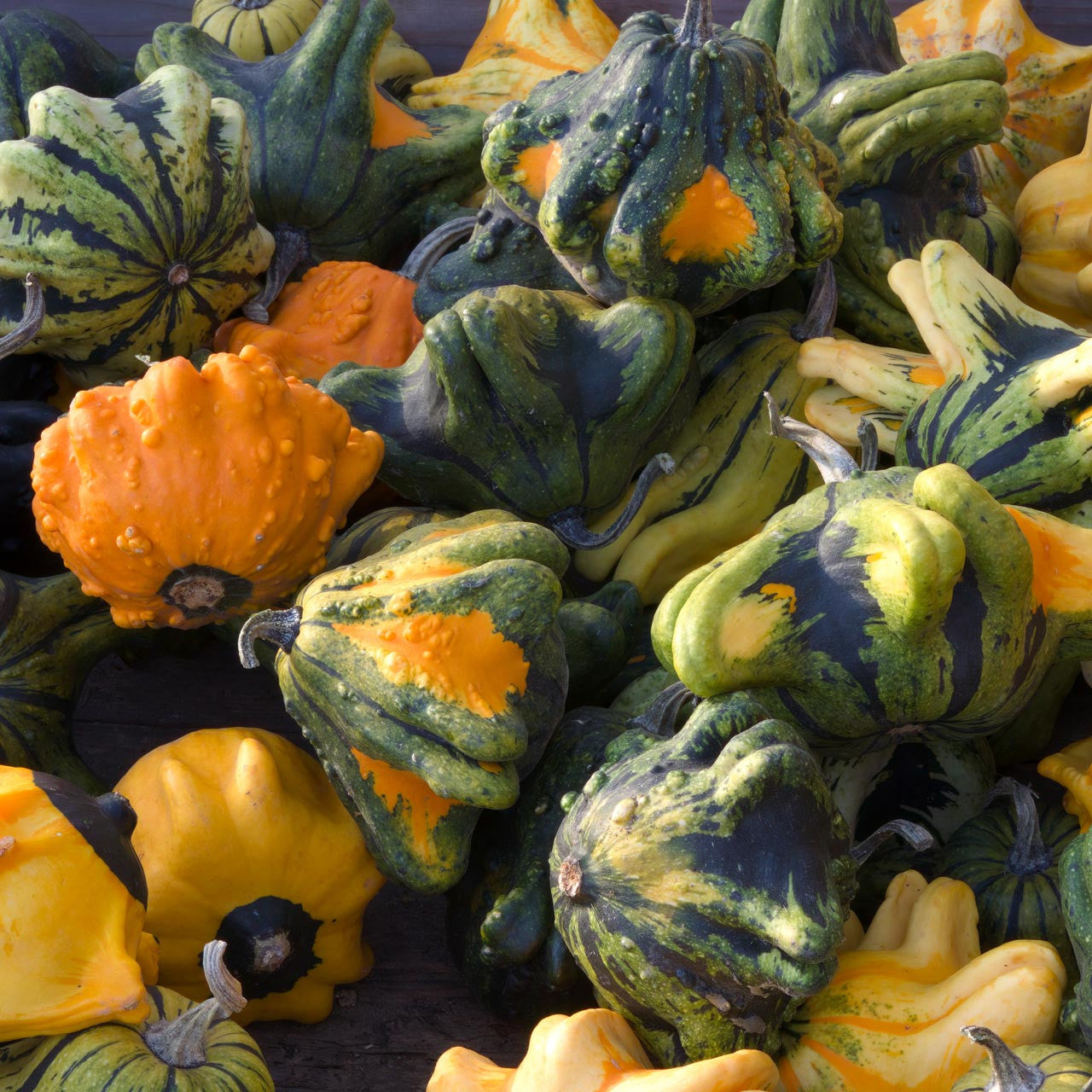 High germination Thorn Pumpkin seeds for gardening