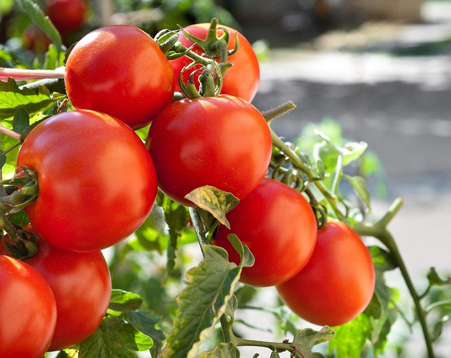 Non-GMO Tomato seeds for vegetable patch
