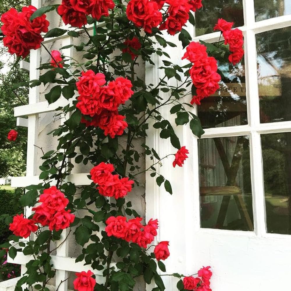 Vertical Garden Roses Vertical Beauty Climbing Rose Seeds for Planting – Stunning Garden Climbers