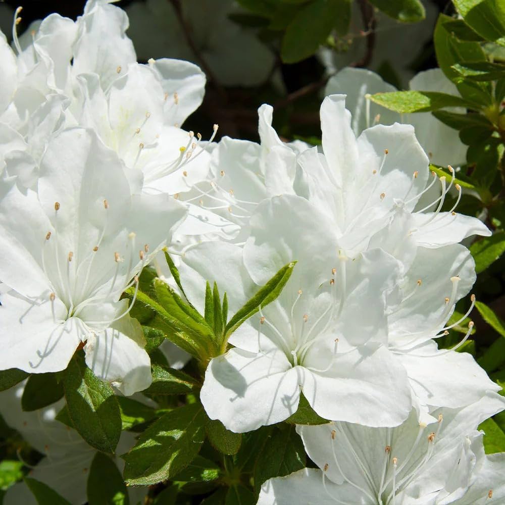Non-GMO White Azalea Flower Seeds