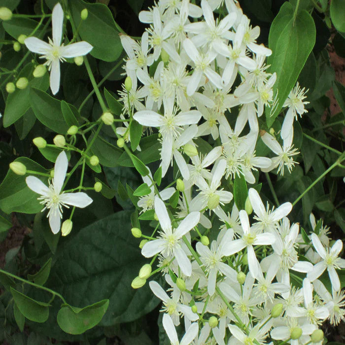 Non Gmo White Clametis Gourian Seeds