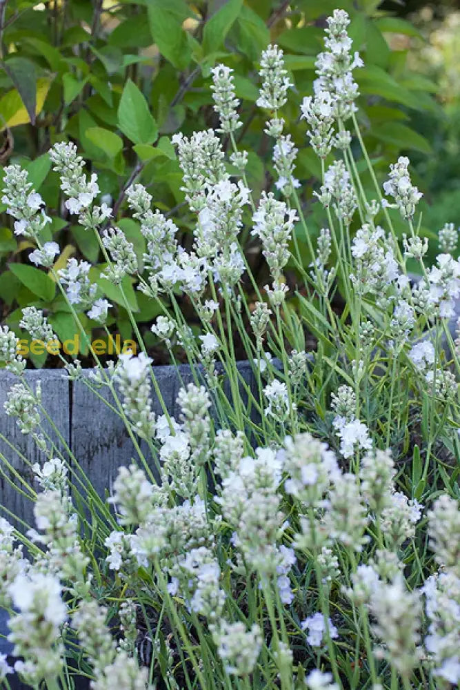 Non Gmo White Lavender Seeds
