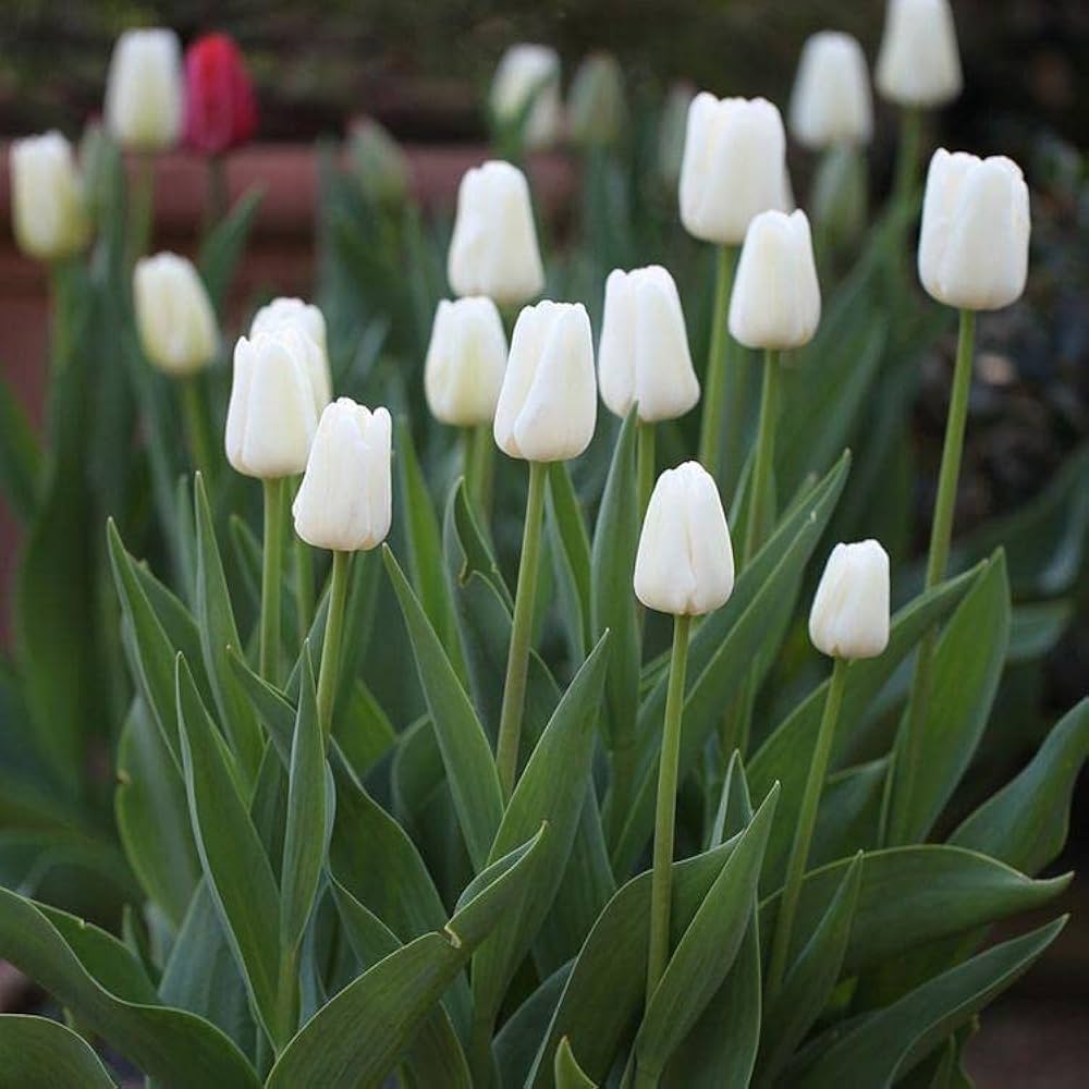 Non-GMO White and Pink Tulip Seeds for Gardening