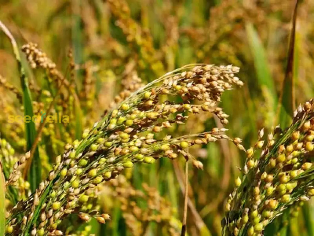 Non GMO White Proso Millet seeds