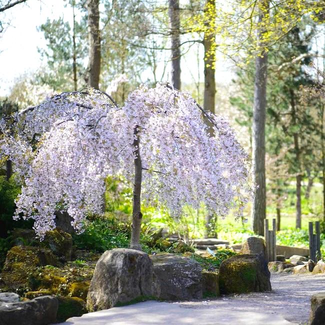 Non GMO white weeping tree seeds for outdoor planting