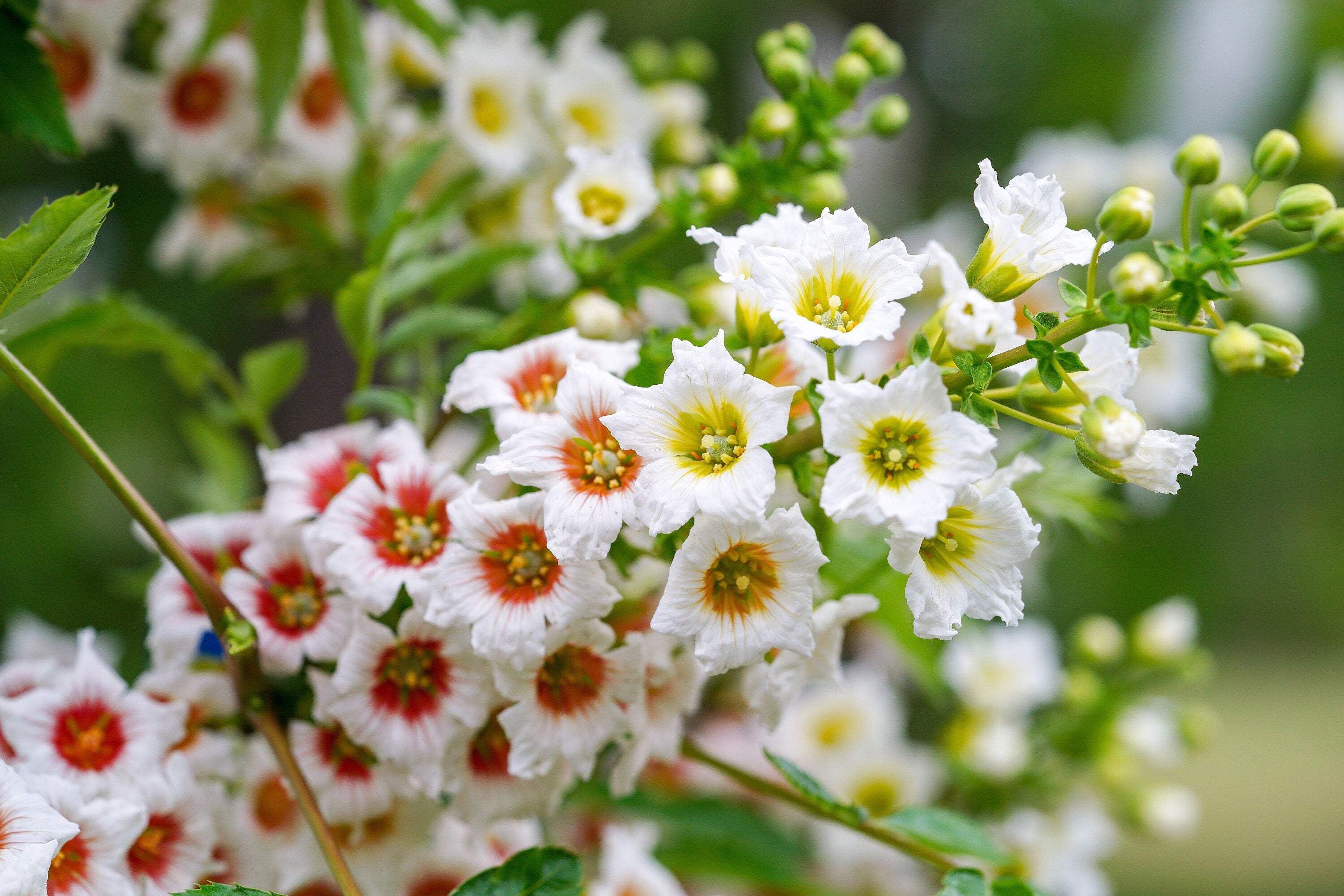 Non-GMO Xanthoceras Sorbifolium Seeds