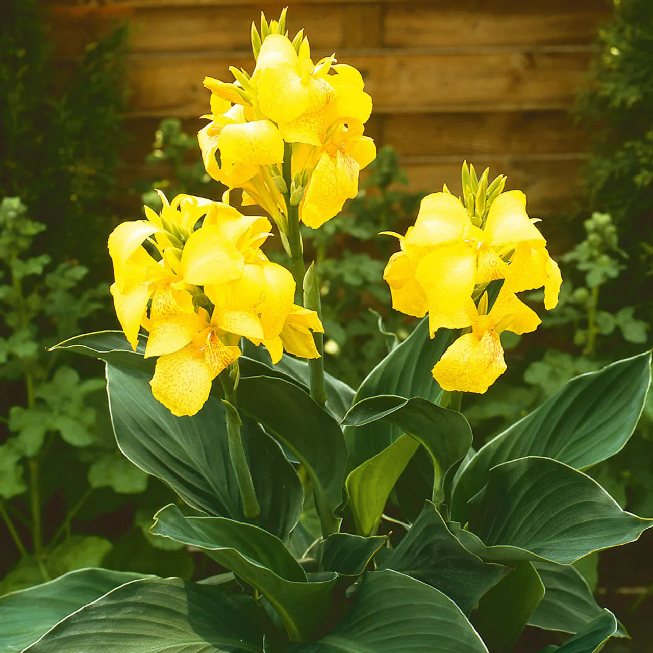 Non Gmo Yellow Bonsai Seeds