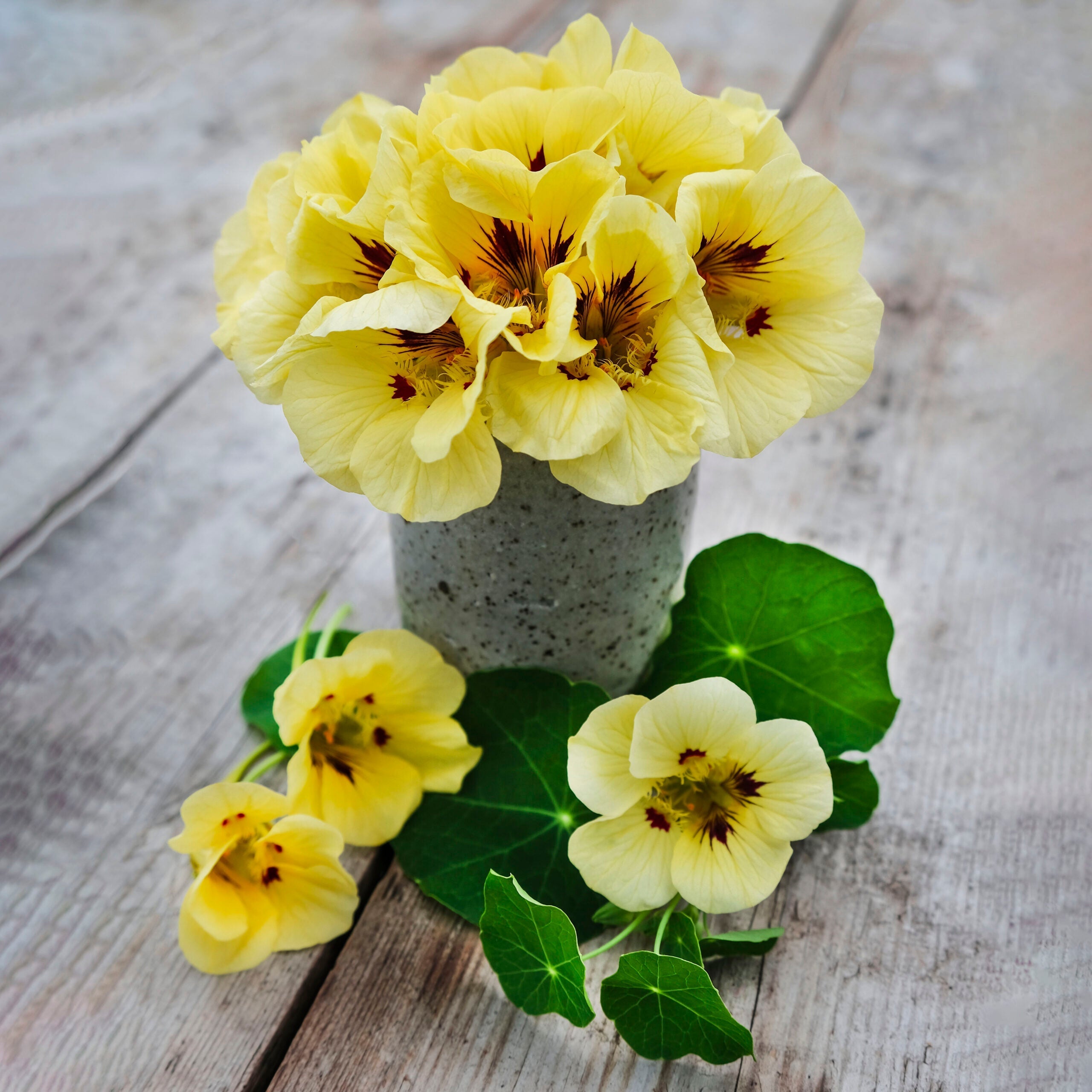 Non-GMO Yellow Peach Nasturtium Seeds for Gardening