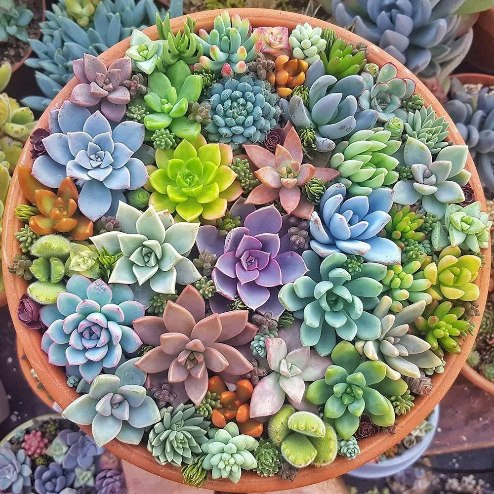Yellow Red Echeveria Flower seeds for Planting - Colorful Display, Heirloom & GMO Free Seeds for Home Garden