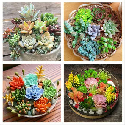 Mixed Schoenlandii Cerei Flower seeds for Planting - Vibrant Colors, Heirloom & GMO Free Seeds for Home Garden