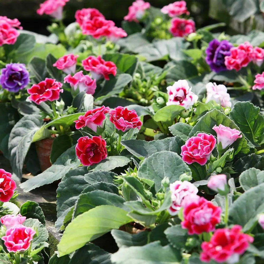 Multi-Color Gloxinia Flower seeds for Planting - Cut Flower Favorite, Heirloom & GMO Free Seeds for Home Garden