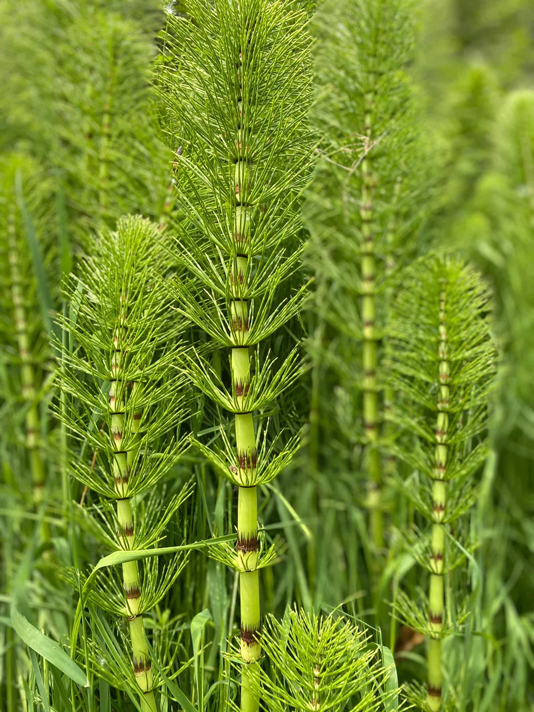 Equisetum Plant Seeds - Unique Garden Planting Seeds