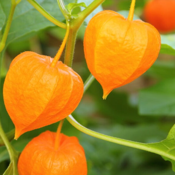 Tart Ground Cherry Seeds for Planting | Sweet & Tangy Berries