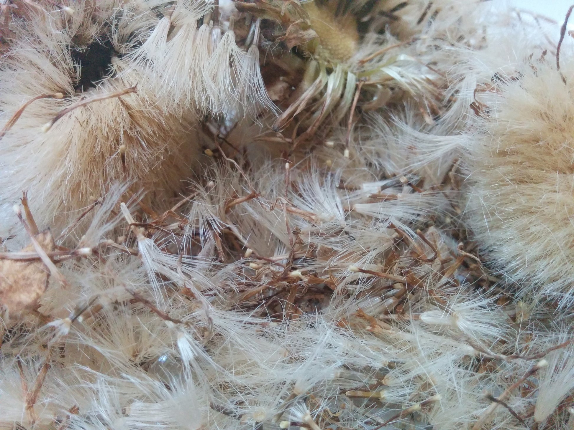 Organic Elecampane Plant Seeds – Aromatic Root Herb for Herbal Use