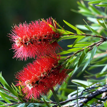 BottleBrush Flower seeds for Planting Compact Growth Heirloom & GMO Free Seeds for Home Garden