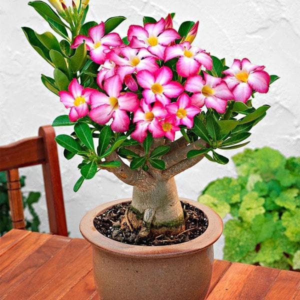 Light Pink Adenium Obesum Flower seeds for Planting Bright Blooms Heirloom & GMO Free Seeds for Home Garden
