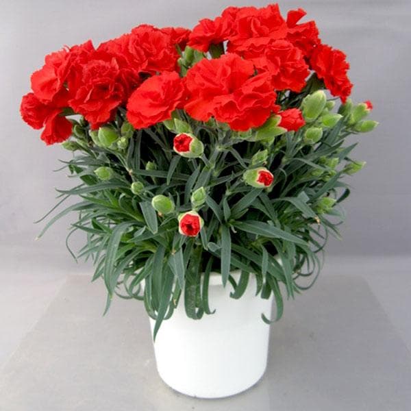 Red Carnations Flower Seeds for Planting Hardy Variety Heirloom & GMO Free Seeds for Home Garden
 
 Sale