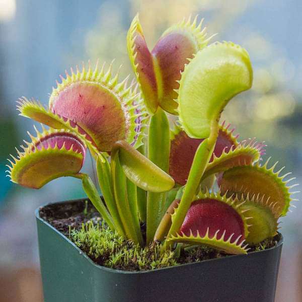 Green Sundew Flower seeds for Planting - Compact Growth, Heirloom & GMO Free Seeds for Home Garden
 
 Sale seeds for home garden