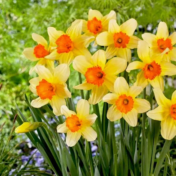 Yellow Orange Narcissus Flower Seeds for Planting Wildflower Mix Heirloom & GMO Free Seeds for Home Garden
 
 Sale