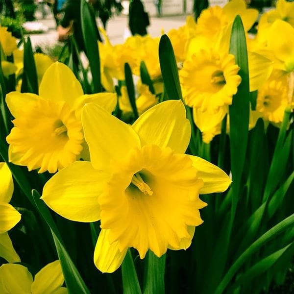 Narcissus Asturiensis Flower seeds for Planting - Perfect for Borders, Heirloom & GMO Free Seeds for Home Garden