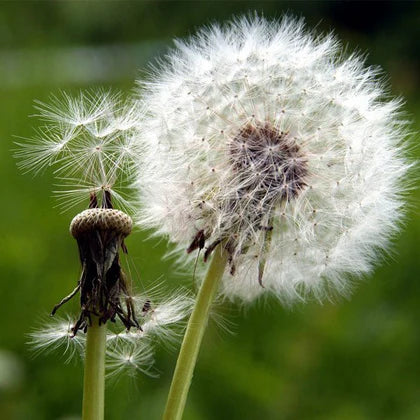 White Dandelion Flower seeds for Planting - Colorful Display, Heirloom & GMO Free Seeds for Home Garden