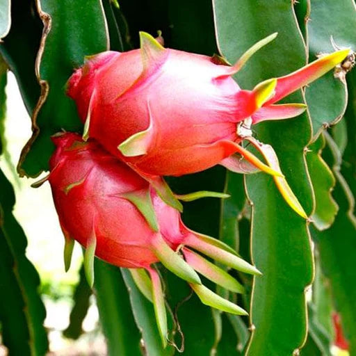 Red Dragon Fruit Seeds for Planting - Grow Tropical Dragon Fruit Plants in Your Garden
