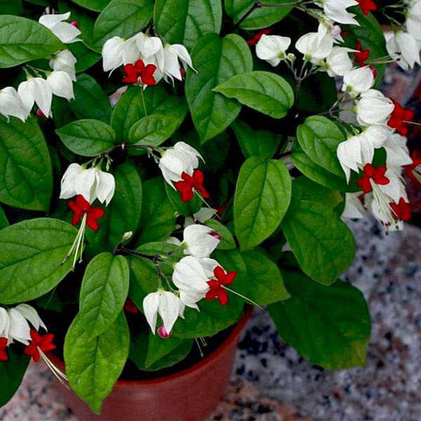 Herzrebeblumensamen Flower Seeds for Planting in Flower Bed