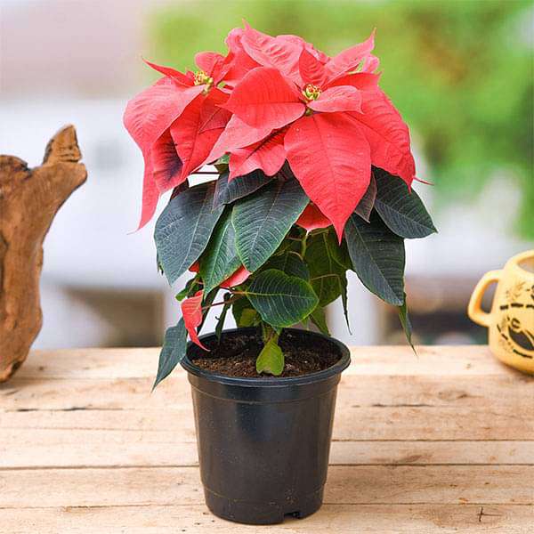 Mixed Poinsettia Flower seeds for Planting - Shade Tolerant, Heirloom & GMO Free Seeds for Home Garden