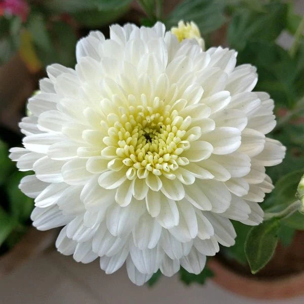 Chrysanthemum Flower Seeds Green White Flower seeds for Planting - Drought Tolerant, Heirloom & GMO Free Seeds for Home Garden