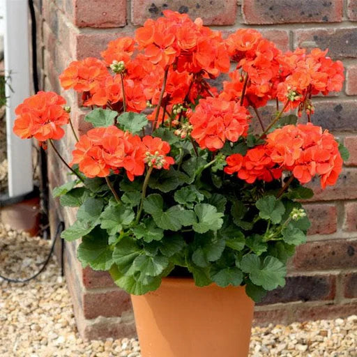 Geraniums Orange Flower seeds for Planting - Colorful Display, Heirloom & GMO Free Seeds for Home Garden