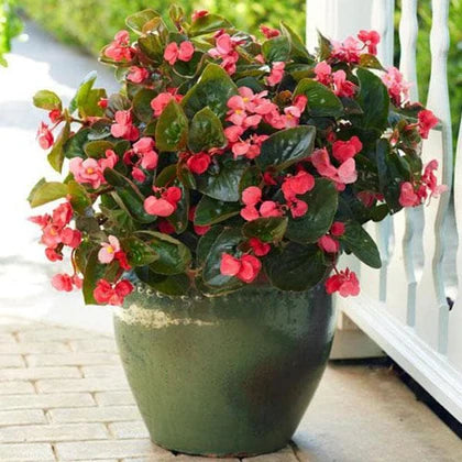 Burgundy Begonia Flower seeds for Planting - Easy to Grow, Heirloom & GMO Free Seeds for Home Garden
