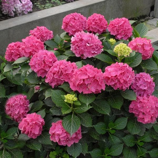 Hydrangea Pink Flower seeds for Planting - Fragrant Blossoms, Heirloom & GMO Free Seeds for Home Garden