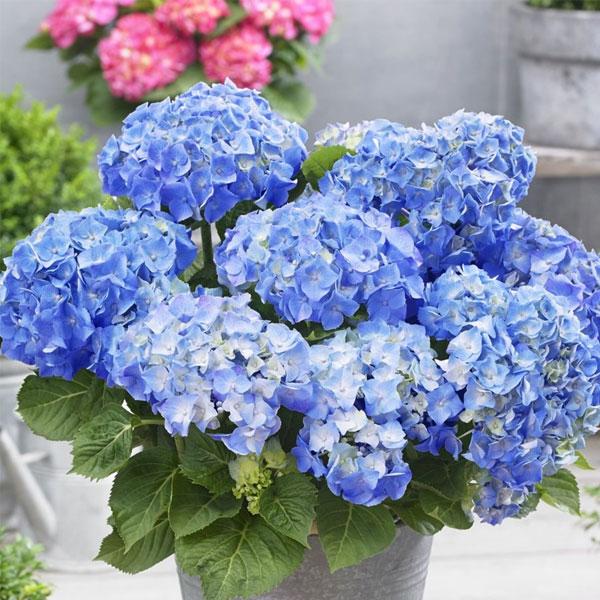 Blue Geranium Pelargonium Flower Seeds for Planting Cut Flower Favorite Heirloom & GMO Free Seeds for Home Garden
 
 Sale
