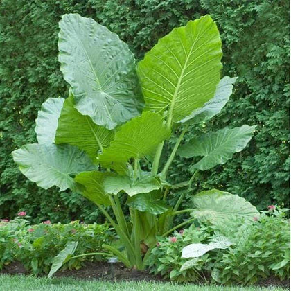Alocasia Macrorrhiza Flower seeds for Planting - Bright Blooms, Heirloom & GMO Free Seeds for Home Garden