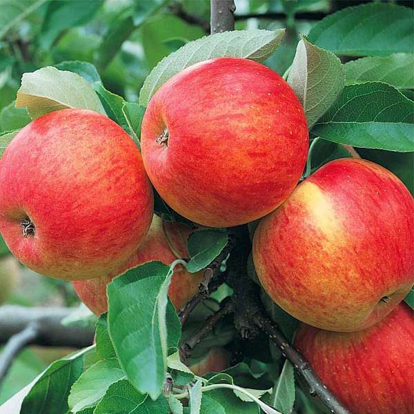 Apple Seed Planting Mix for Home Gardens