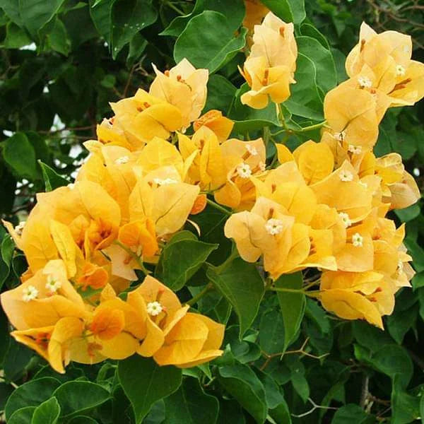 Yellow Bougainvillea Flower seeds for Planting - Pollinator Friendly, Heirloom & GMO Free Seeds for Home Garden