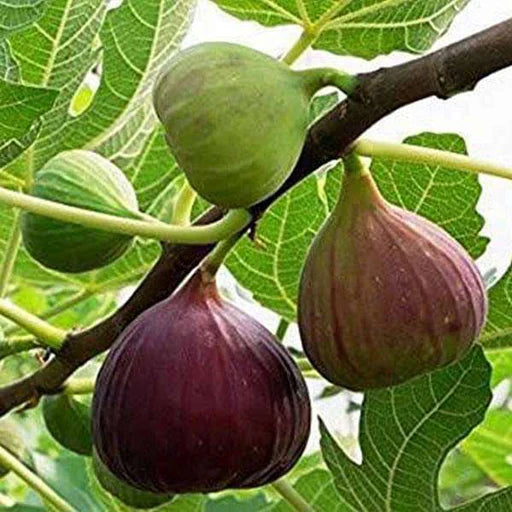 Fig Planting Seeds Collection  Grow Fresh Figs in Your Garden