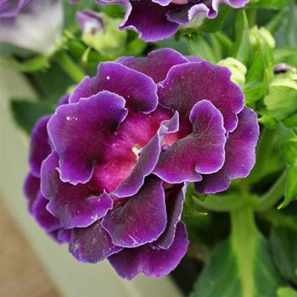 Pink Violet Brazilian Gloxinia Flower Seeds for Planting Drought Tolerant Heirloom & GMO Free Seeds for Home Garden
 
 Sale