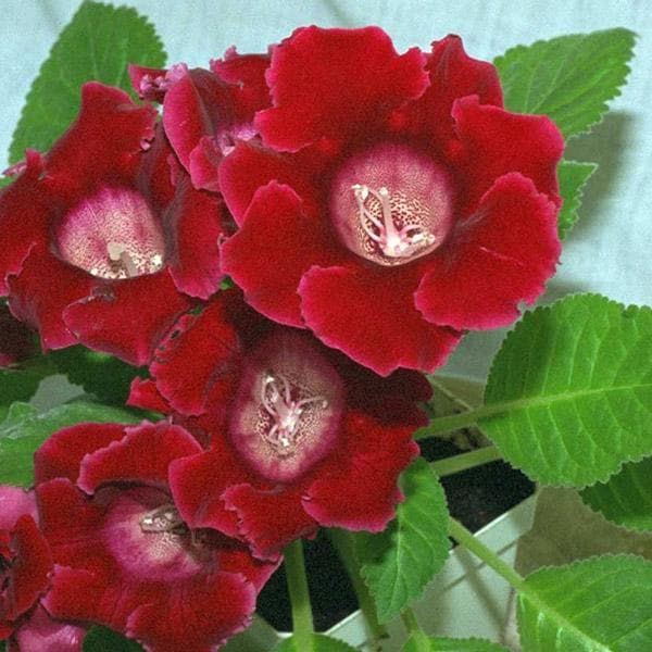Red Gloxinia Sinningia Flower Seeds for Planting Easy to Grow Heirloom & GMO Free Seeds for Home Garden
 
 Sale