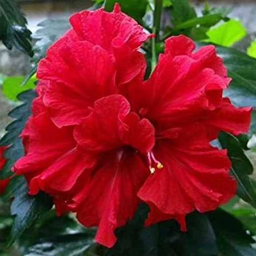 Hibiscus Flower seeds for Planting Premium Quality Heirloom & GMO Free Seeds for Home Garden