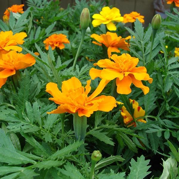 Yellow Signet Marigold Flower seeds for Planting - Compact Growth, Heirloom & GMO Free Seeds for Home Garden