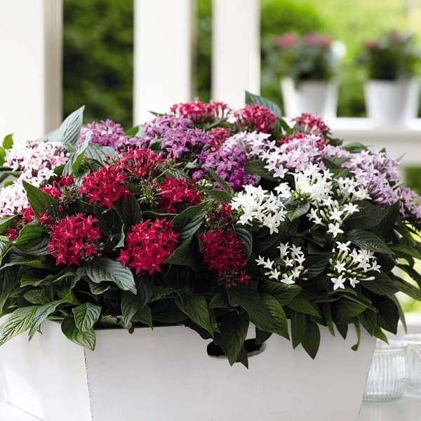 Mixed Star Pentas Flower seeds for Planting - Shade Tolerant, Heirloom & GMO Free Seeds for Home Garden