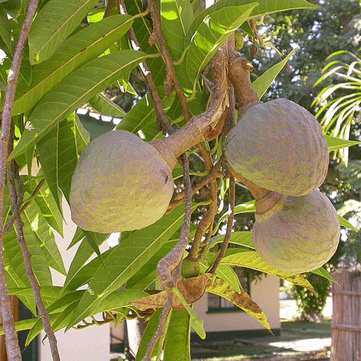 Annona Reticulata Seeds for Planting
