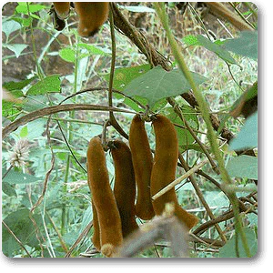 Mucuna Vegetable Seeds for Planting
