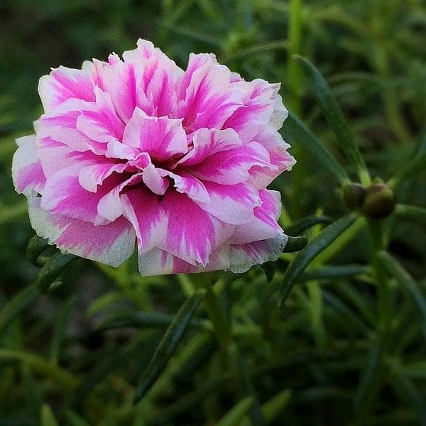 Portulacaria Flower seeds for Planting - Colorful Display, Heirloom & GMO Free Seeds for Home Garden
