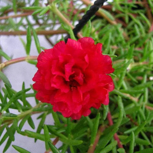 Red Portulaca Flower seeds for Planting - Cottage Garden Essential, Heirloom & GMO Free Seeds for Home Garden