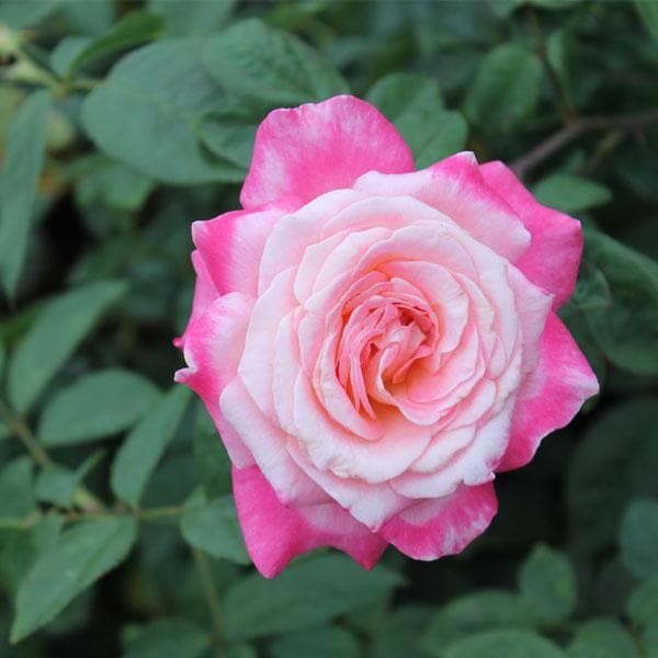 White Pink Rose Flower seeds for Planting - Cottage Garden Essential, Heirloom & GMO Free Seeds for Home Garden